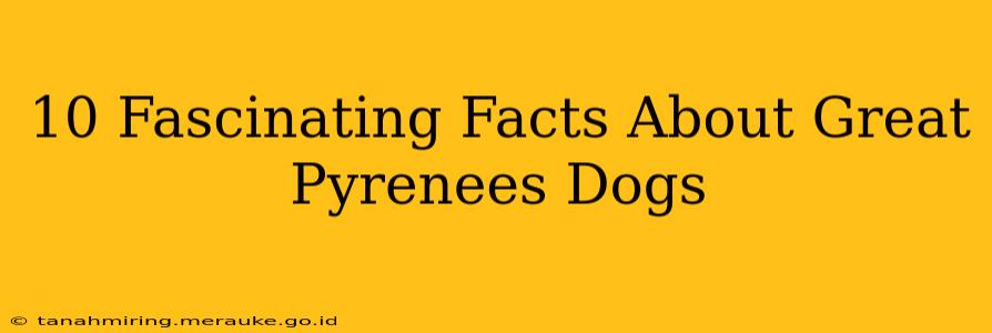 10 Fascinating Facts About Great Pyrenees Dogs