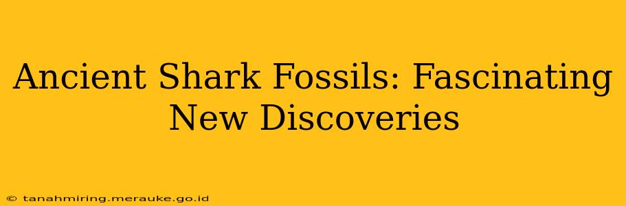 Ancient Shark Fossils: Fascinating New Discoveries
