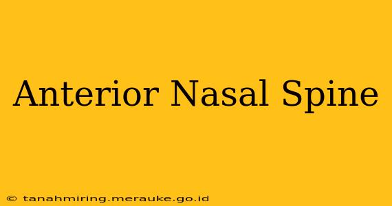 Anterior Nasal Spine