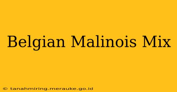 Belgian Malinois Mix