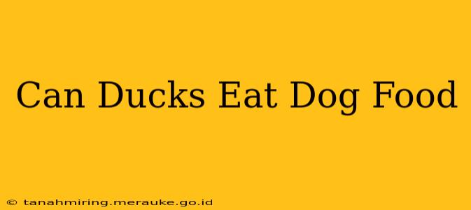 Can Ducks Eat Dog Food