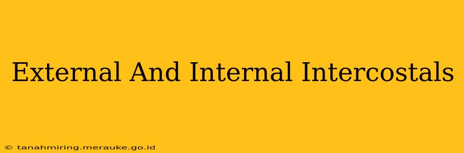 External And Internal Intercostals