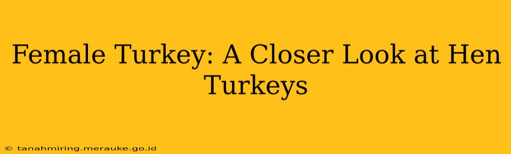 Female Turkey: A Closer Look at Hen Turkeys