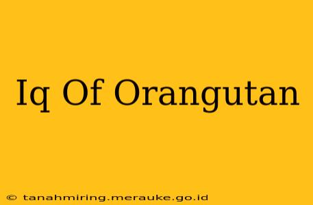 Iq Of Orangutan