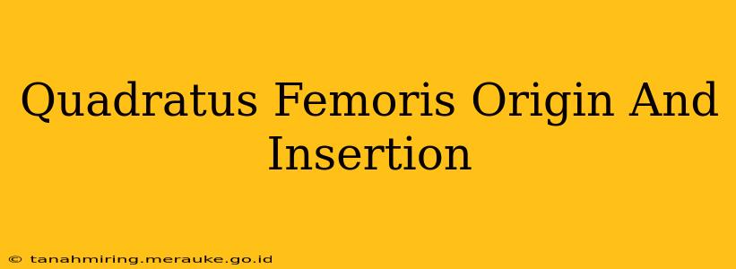 Quadratus Femoris Origin And Insertion