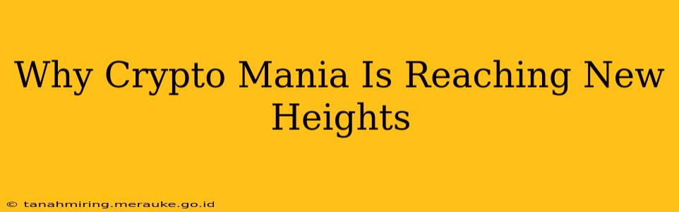 Why Crypto Mania Is Reaching New Heights